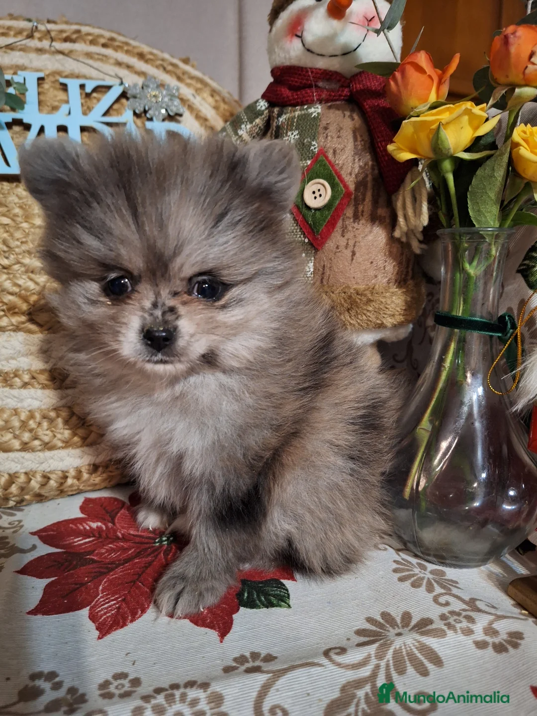 Pomerania perros en venta: POMERANIA  - Anuncio 2