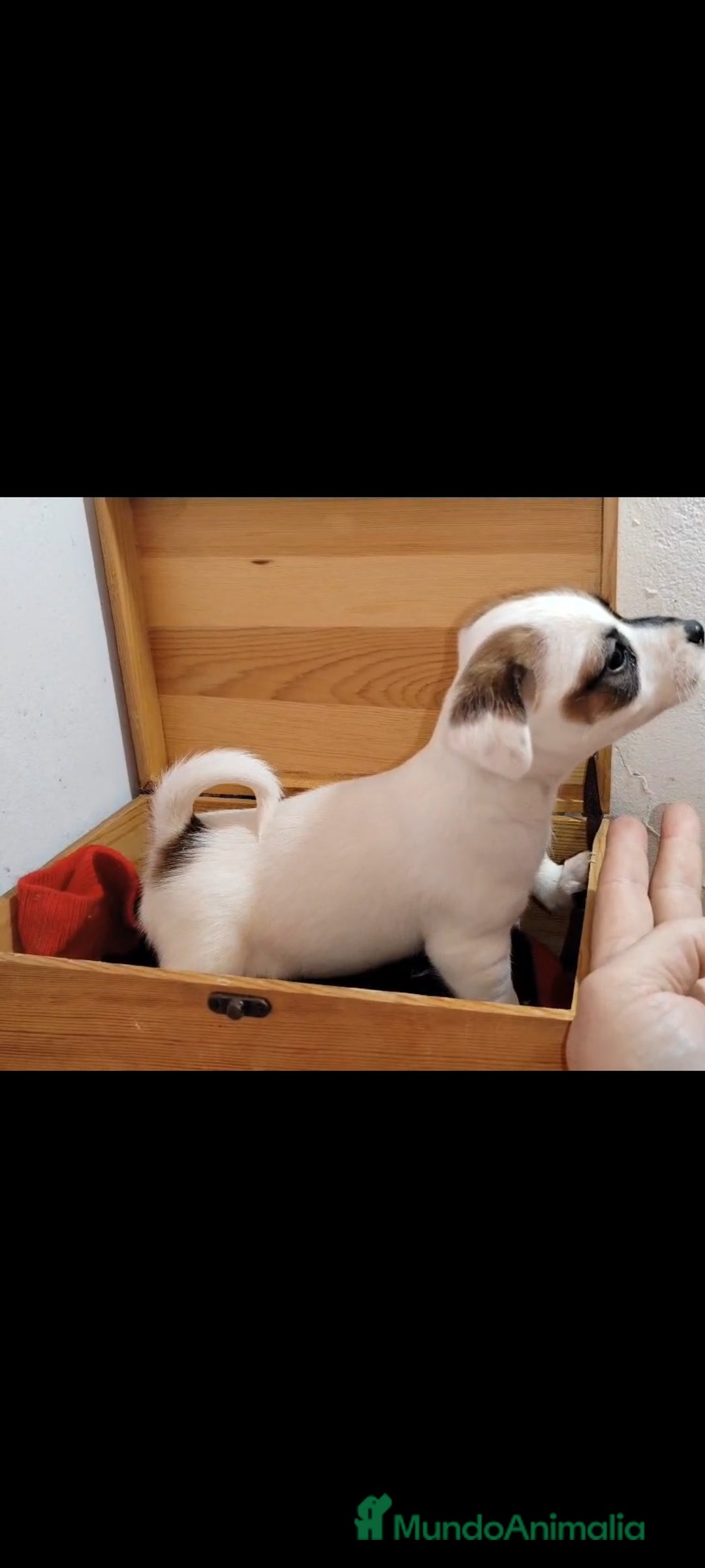 Jack Russell Terrier perros en venta: Jack Russell  - Anuncio 6