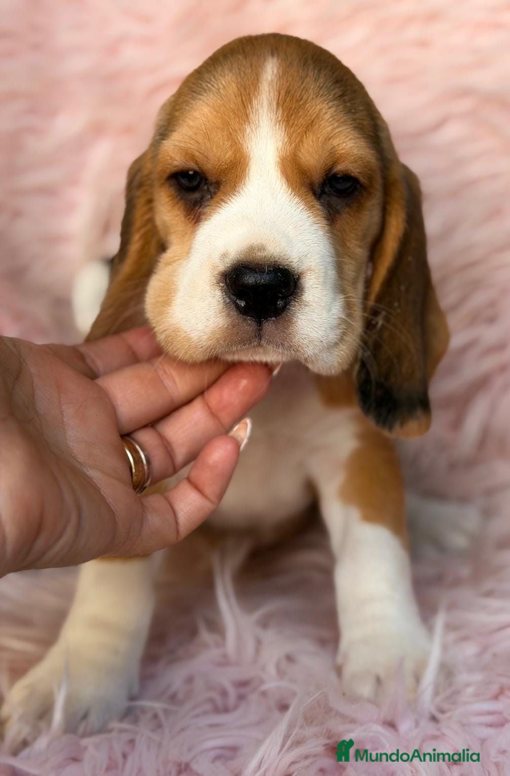 Beagle perros BEAGLE TRICOLOR  - Anuncio 2