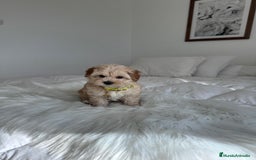 Maltipoo perros en venta: Maltipoo - Imagen 2