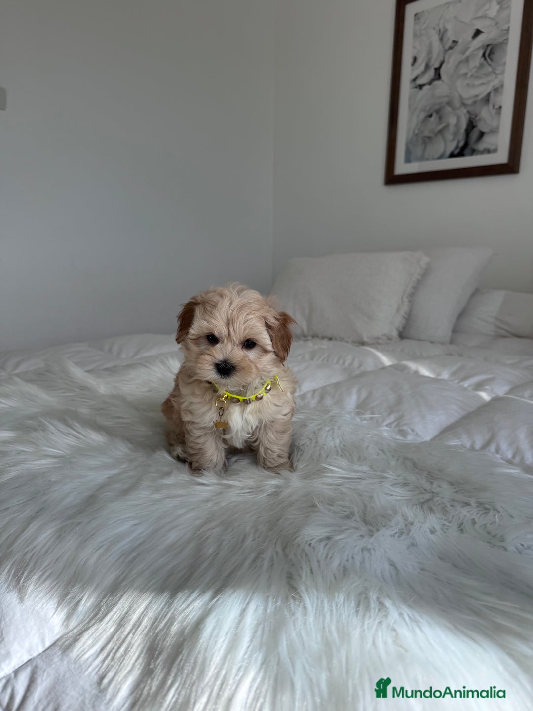 Maltipoo perros en venta: Maltipoo - Imagen 2