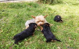 Yorkshire Terrier perros en venta: No te la juegues Yorkshire para raza - Anuncio 1
