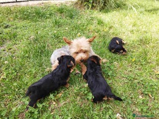 Yorkshire Terrier perros No te la juegues Yorkshire para raza - Anuncio 11