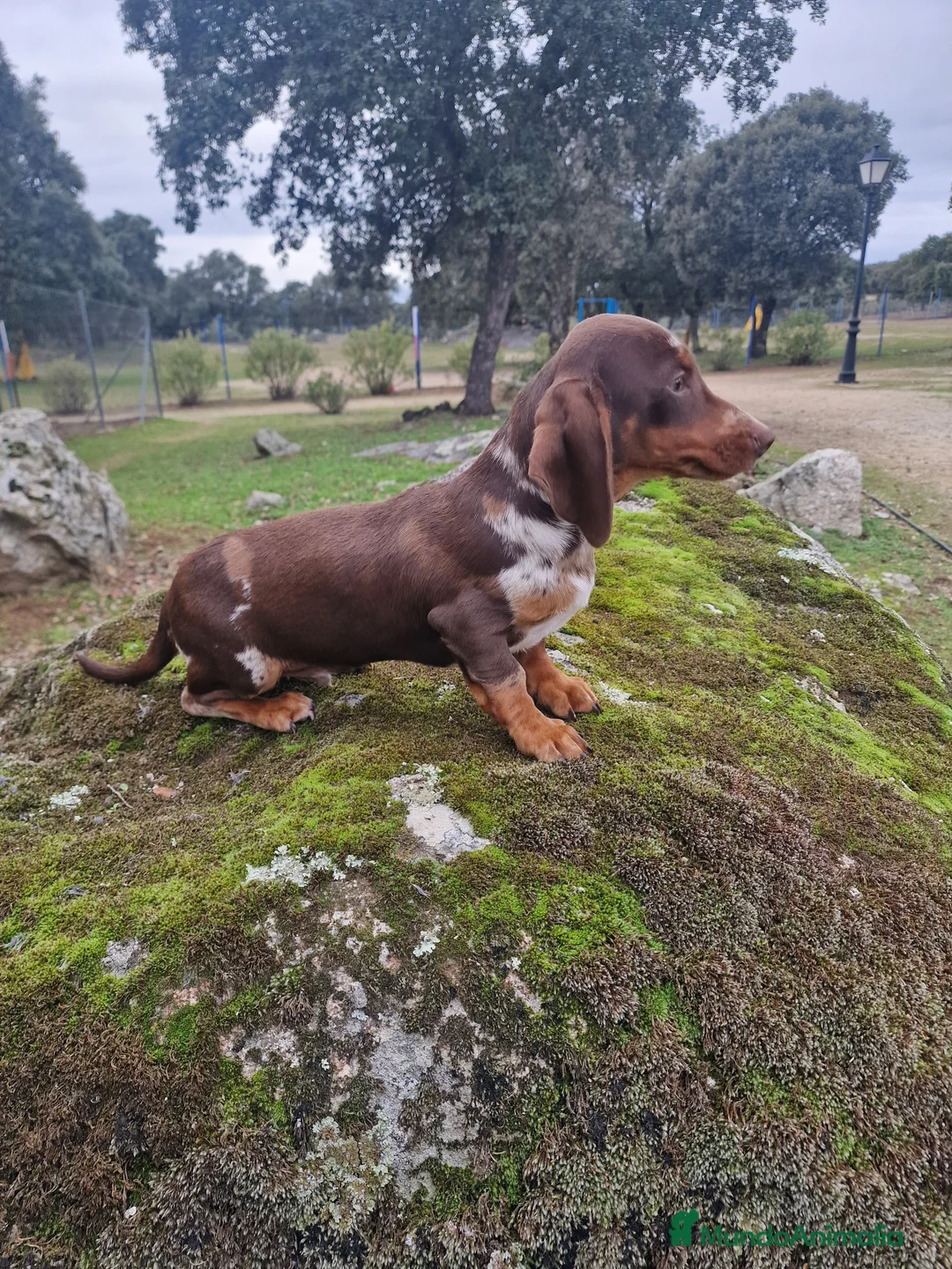 Teckel Miniatura perros en venta: TECKEL - Anuncio 5