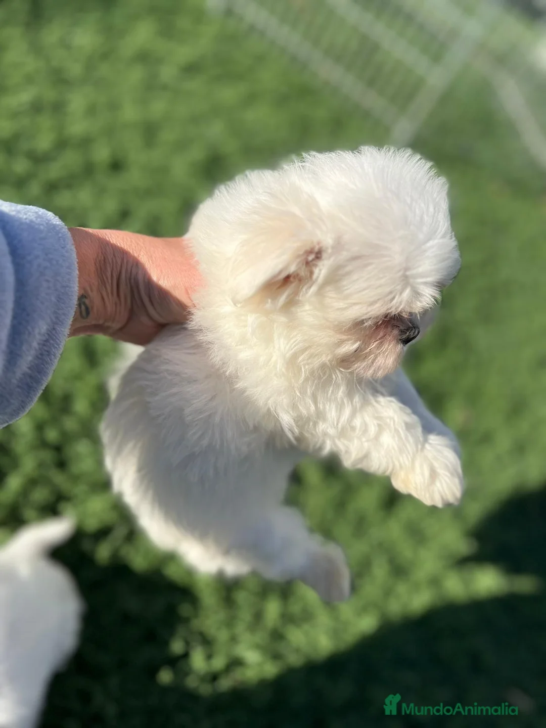 Bichón Maltés perros en venta: Bichon maltes  - Anuncio 4