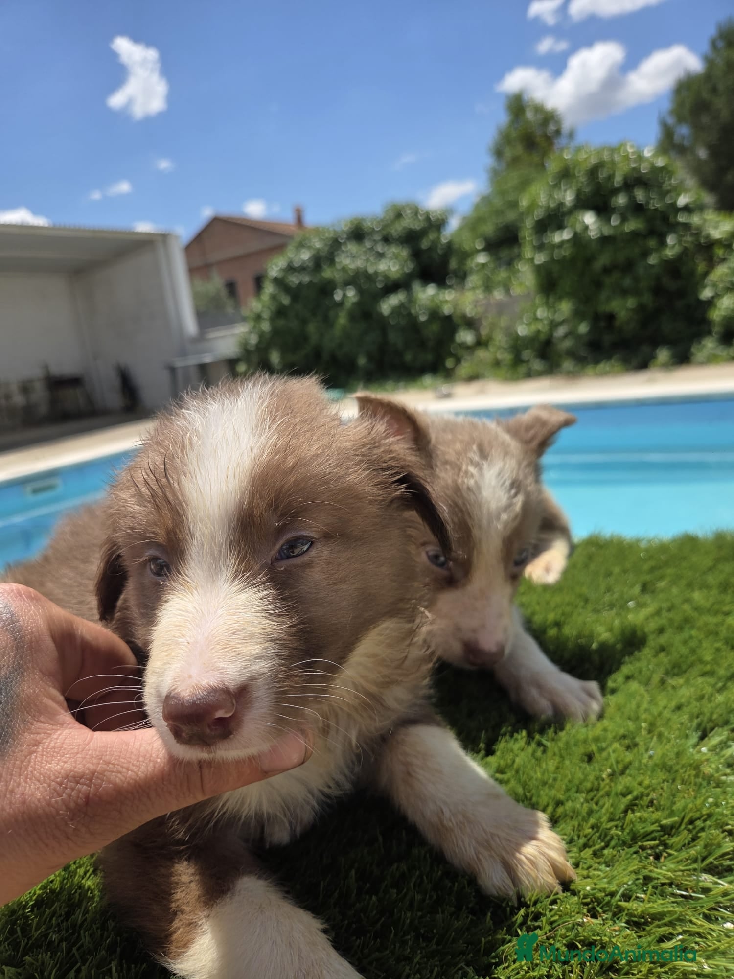 Border Collie perros en venta: Disponibles Border collies Chocolates y lilac - Anuncio 5