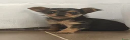Raza Mixta perros en venta: Chorkie Hembra en Valladolid - Anuncio 11