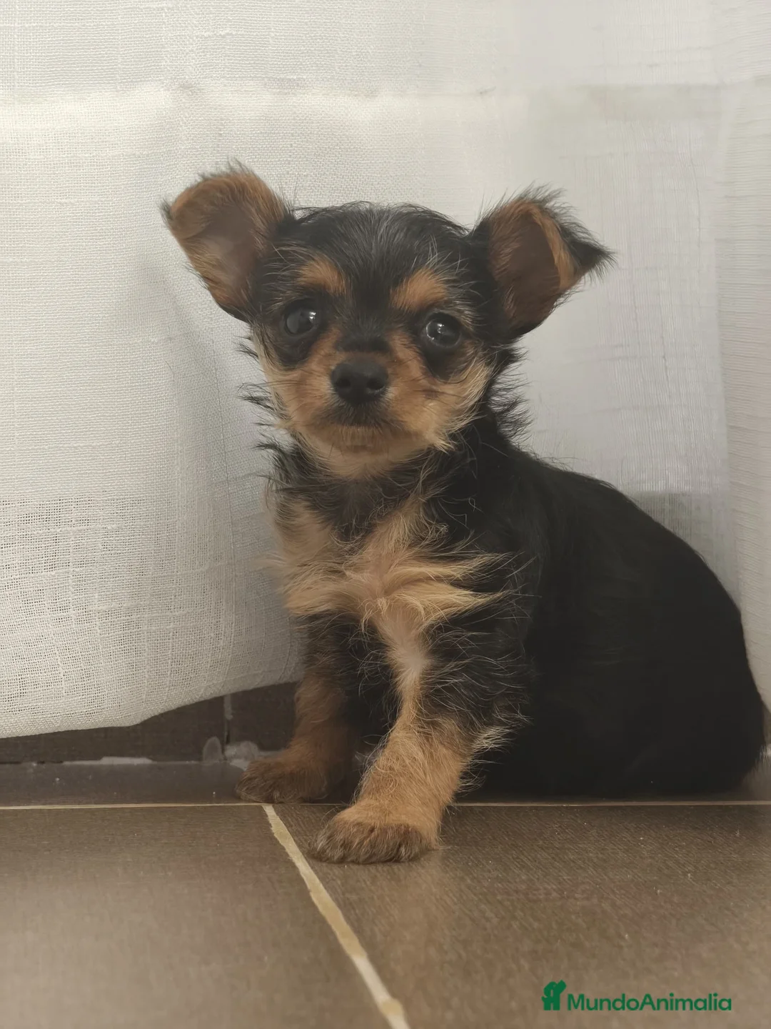 Raza Mixta perros en venta: Chorkie Hembra en Valladolid - Anuncio 11