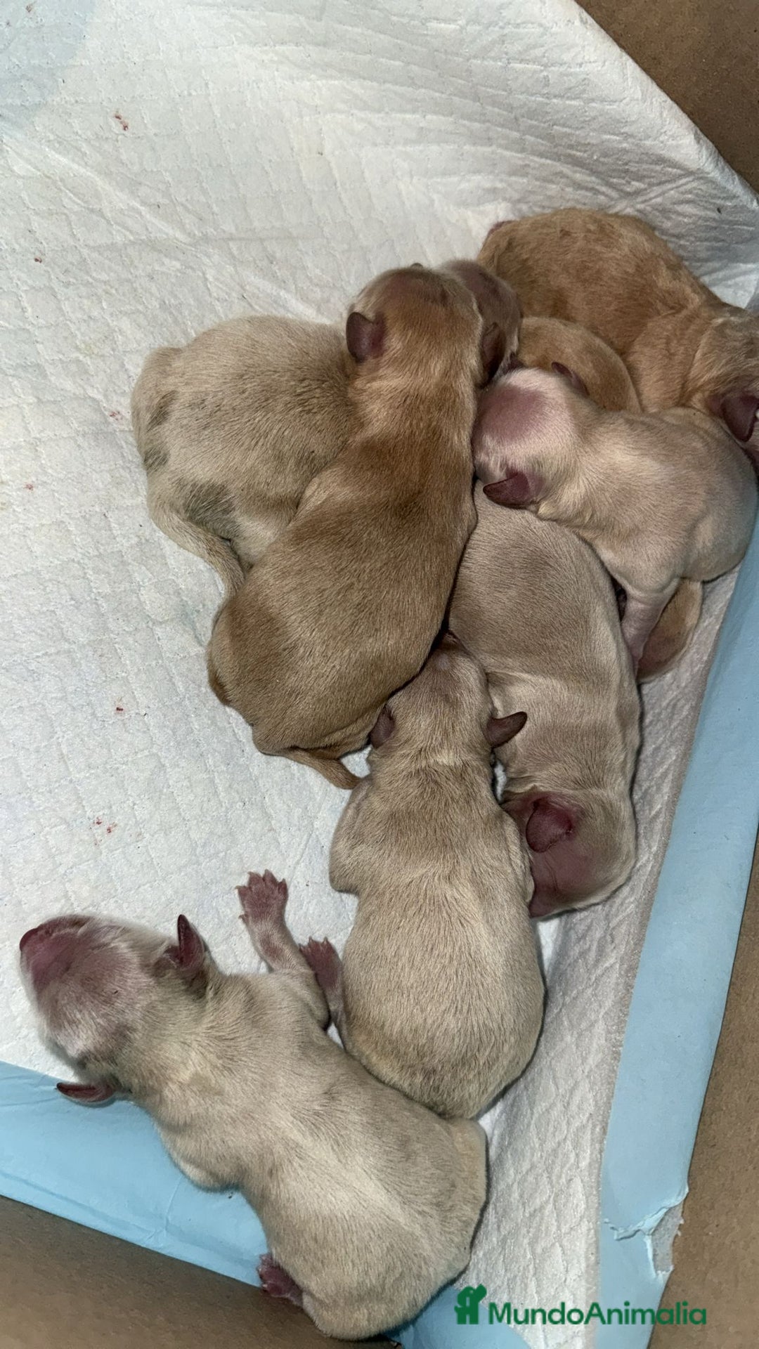 Maltipoo perros en venta: Maltipoo bebes para enero preciosos  - Anuncio 1