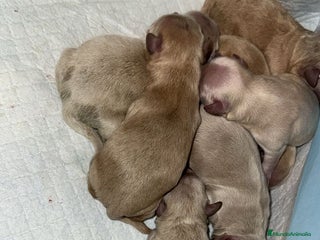 Maltipoo perros Maltipoo bebes para enero preciosos - Anuncio 1