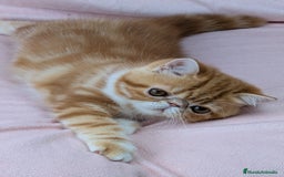 Exótico de Pelo Corto gatos en venta: Exótica Bicolor Roja - Imagen 2