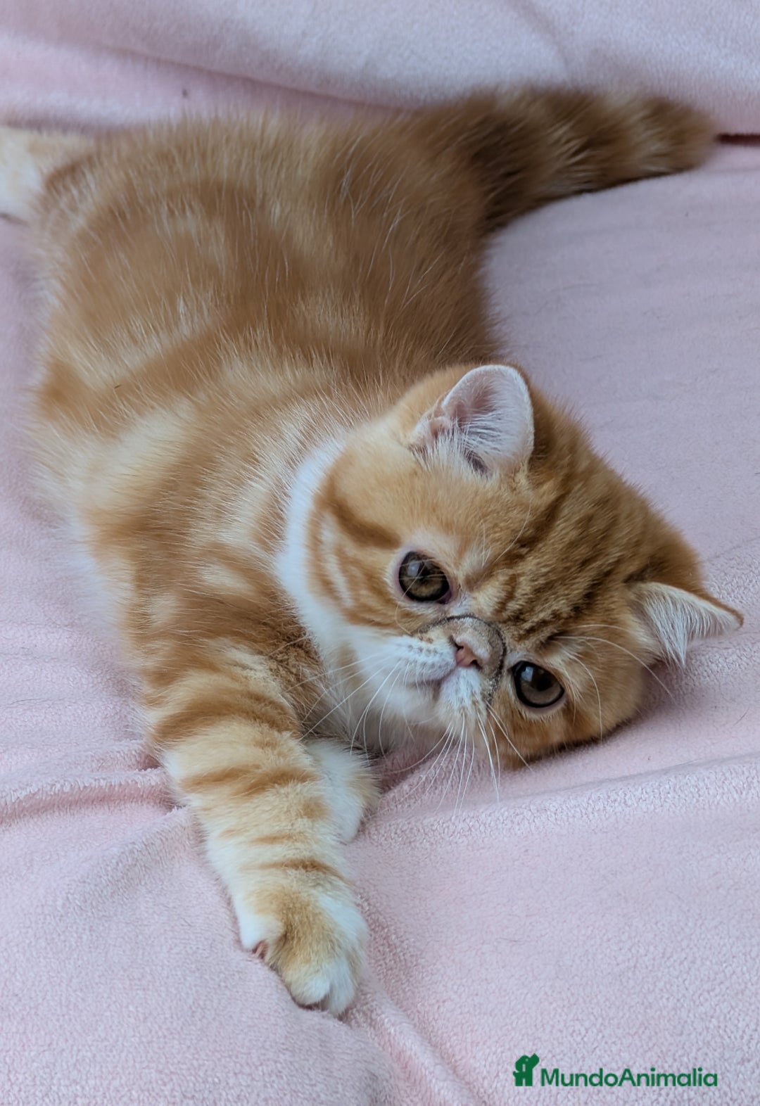 Exótico de Pelo Corto gatos en venta: Exótica Bicolor Roja - Imagen 2