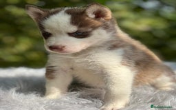 Husky Siberiano perros en venta: Husky siberiano  - Imagen 4