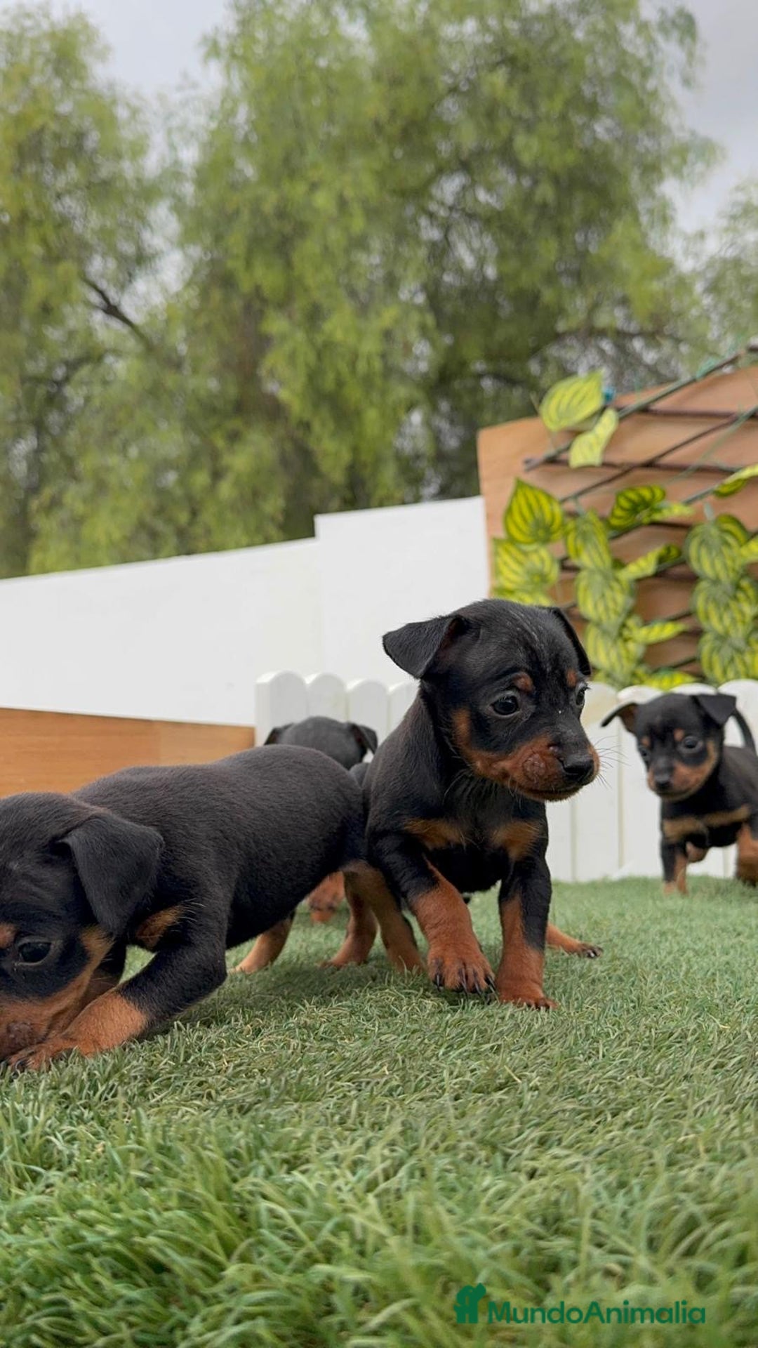 Pinscher Miniatura perros en venta: Pinscher - Imagen 14