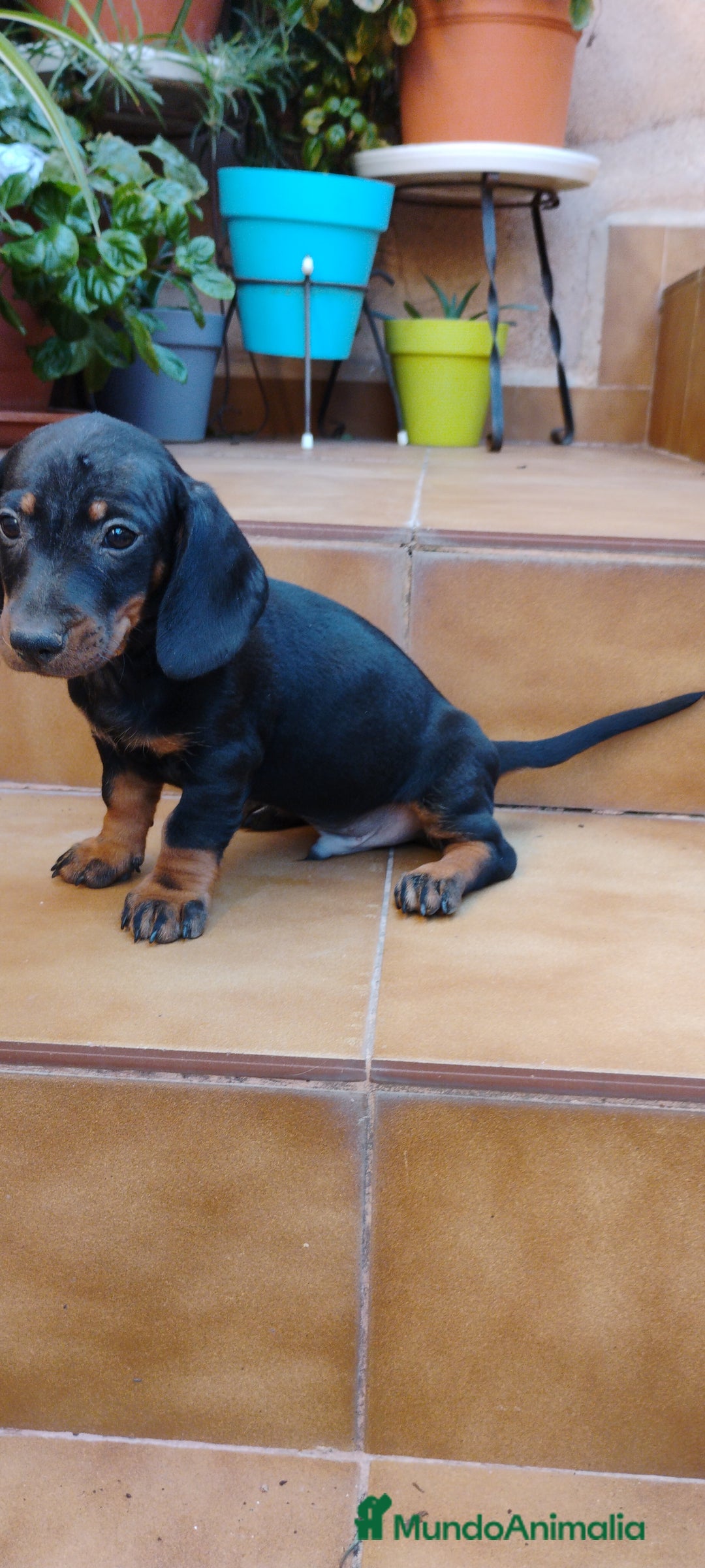 Teckel perros en venta: Machito teckel miniatura N.F - Imagen 2