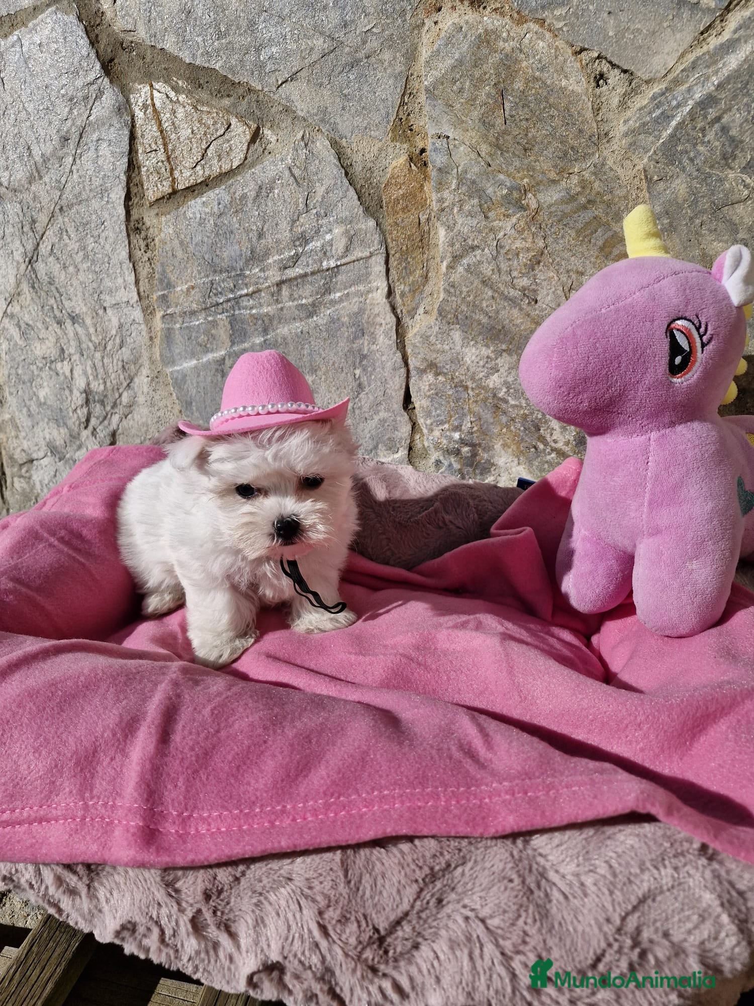 Bichón Maltés perros Bichon Maltés  - Anuncio 1