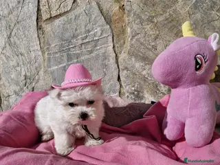 Bichón Maltés perros Bichon Maltés - Anuncio 7