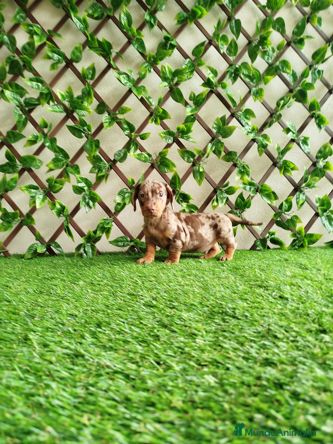 Teckel Miniatura perros en venta: Teckels kanichen  - Anuncio 3