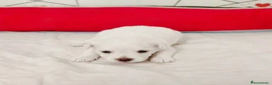 Bichón Maltés Cachorro 1