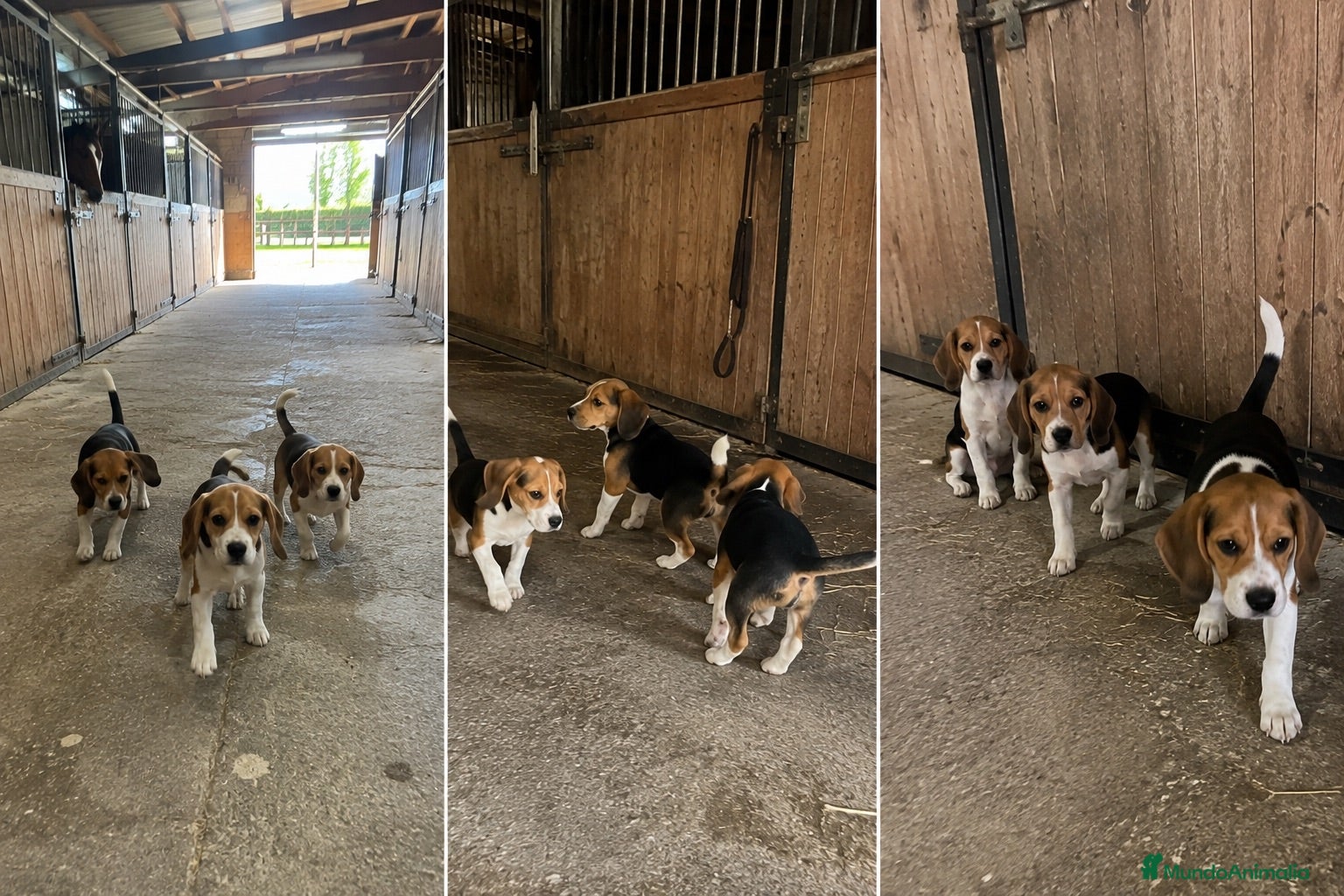 Beagle perros BEAGLES,  MACHO Y HEMBRA !  - Anuncio 3