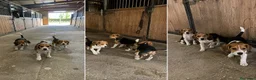Beagle perros en venta: BEAGLES,  MACHO Y HEMBRA !  - Anuncio 1