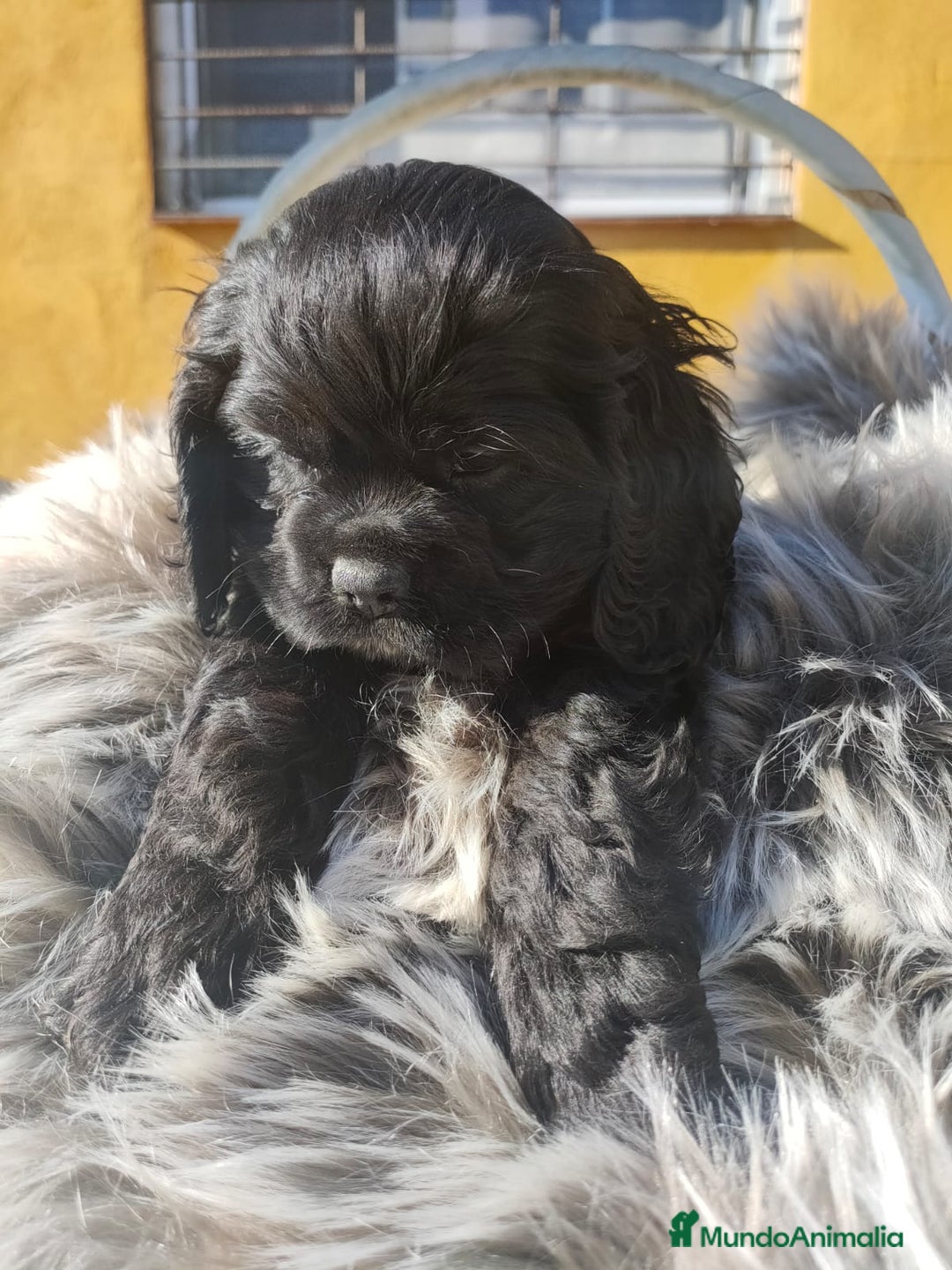 Cocker Spaniel Americano perros en venta: Cocker Americano de Carfi - Anuncio 7