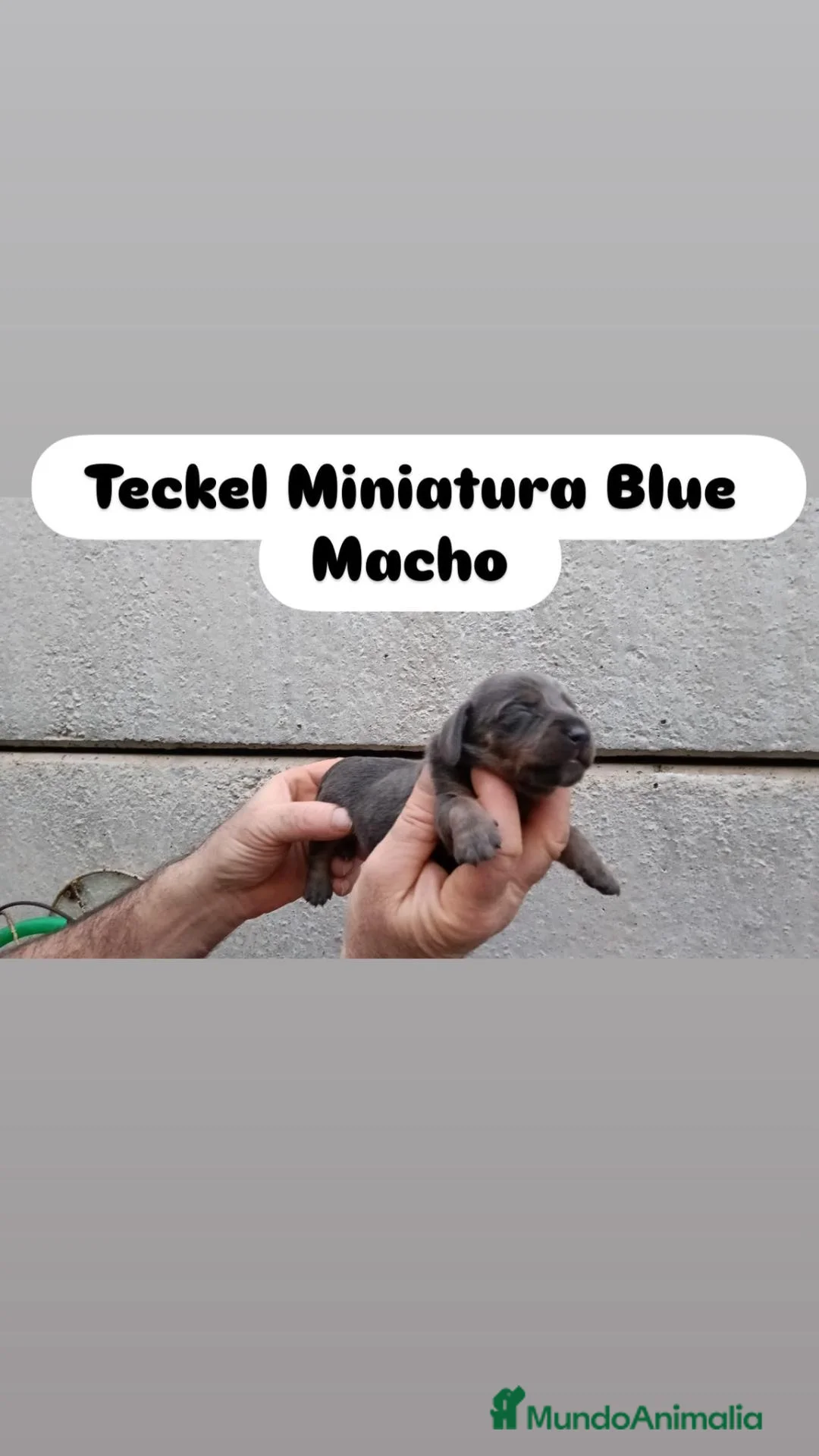 Teckel Miniatura perros en venta: Teckel Miniatura  - Anuncio 2