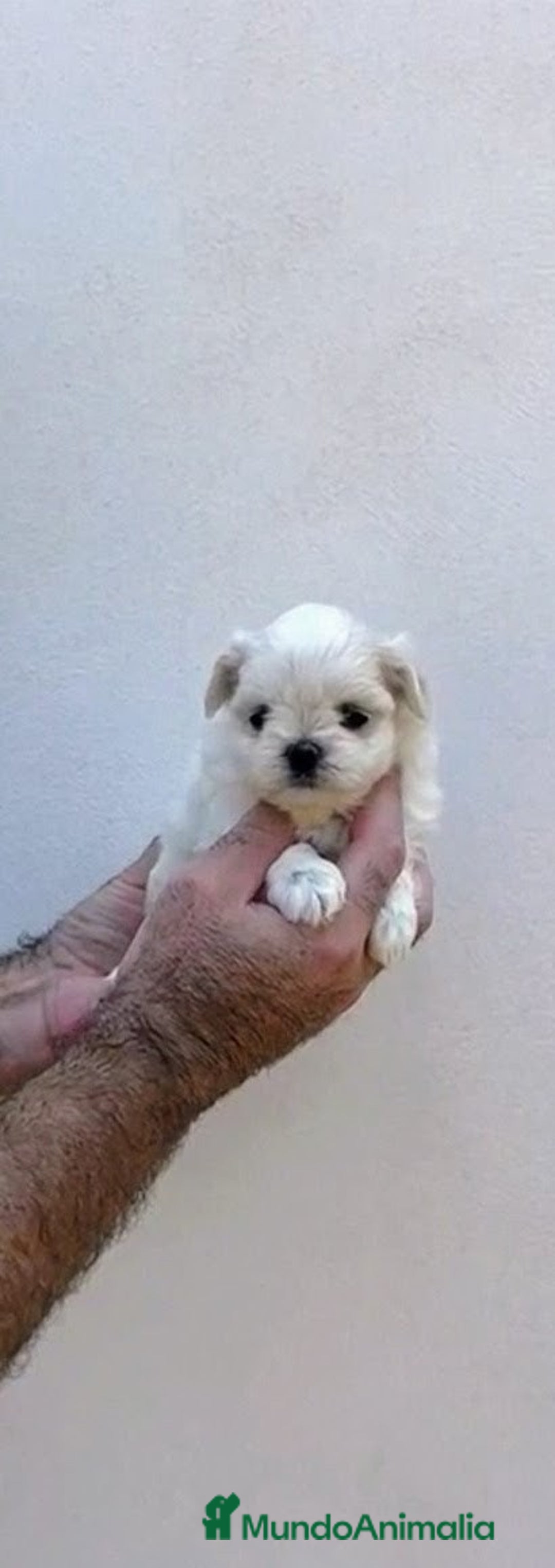 Bichón Maltés perros en venta: Bichón maltés.linena coreana - Anuncio 1