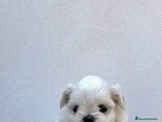 Bichón Maltés perros Bichón maltés.linena coreana - Anuncio 1