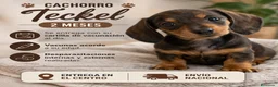Teckel Miniatura perros en venta: TECKEL MINIATURA - Anuncio 1