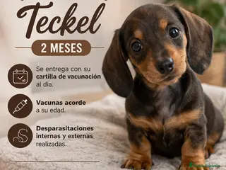 Teckel Miniatura perros TECKEL MINIATURA - Anuncio 2