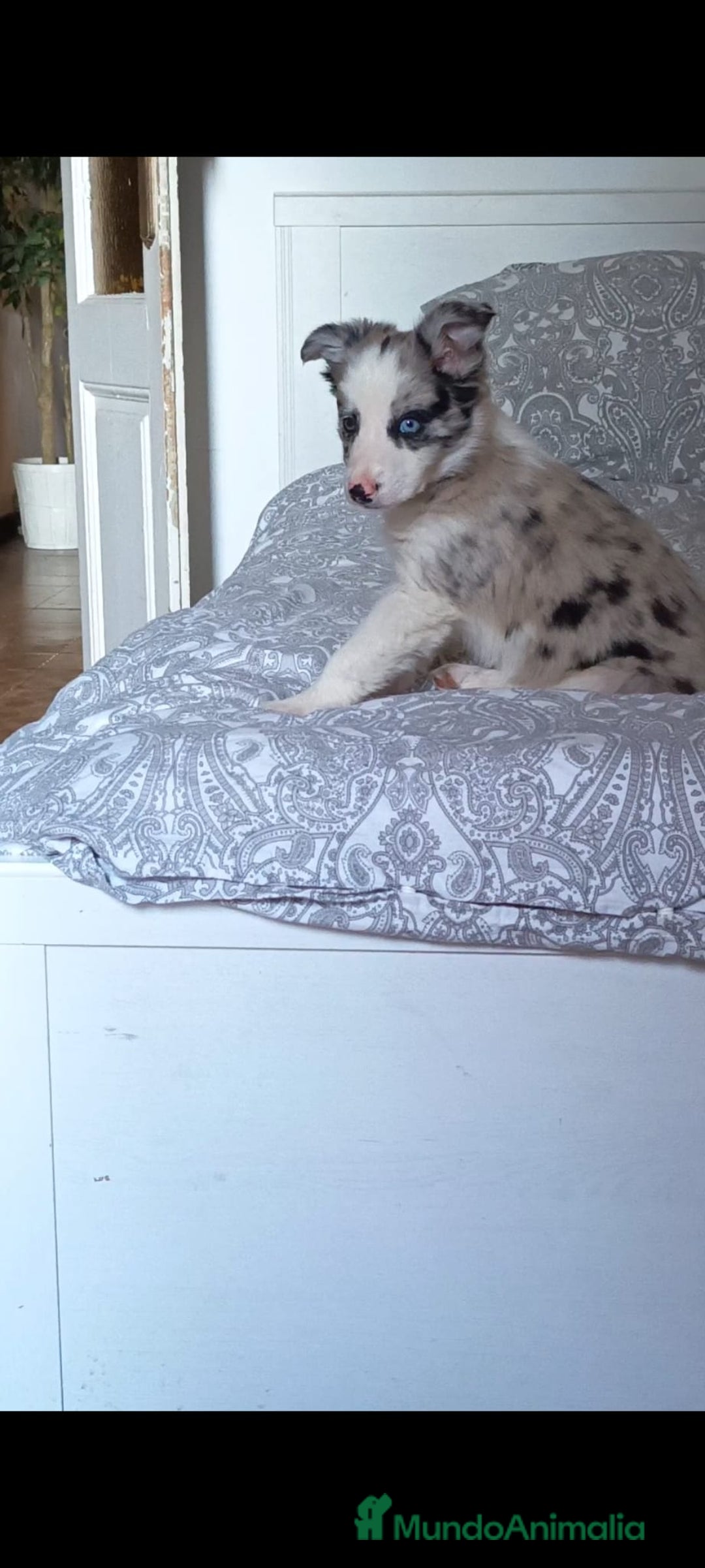 Border Collie perros en venta: Urge venta cachorro border collie  - Anuncio 2