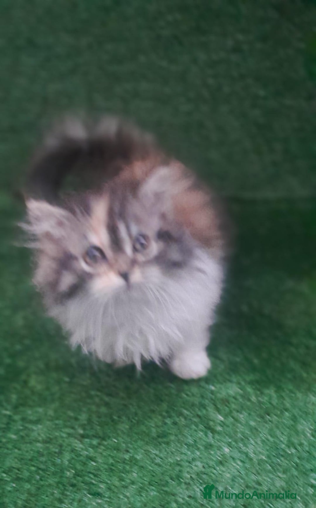 Persa gatos en venta: Gata persa - Anuncio 2