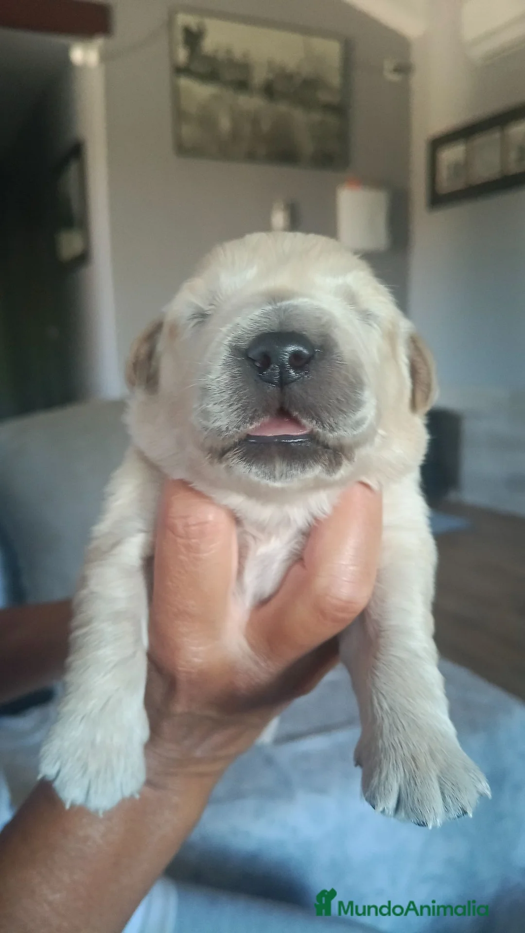 Golden Retriever perros en venta: Golden Retriever  - Anuncio 7