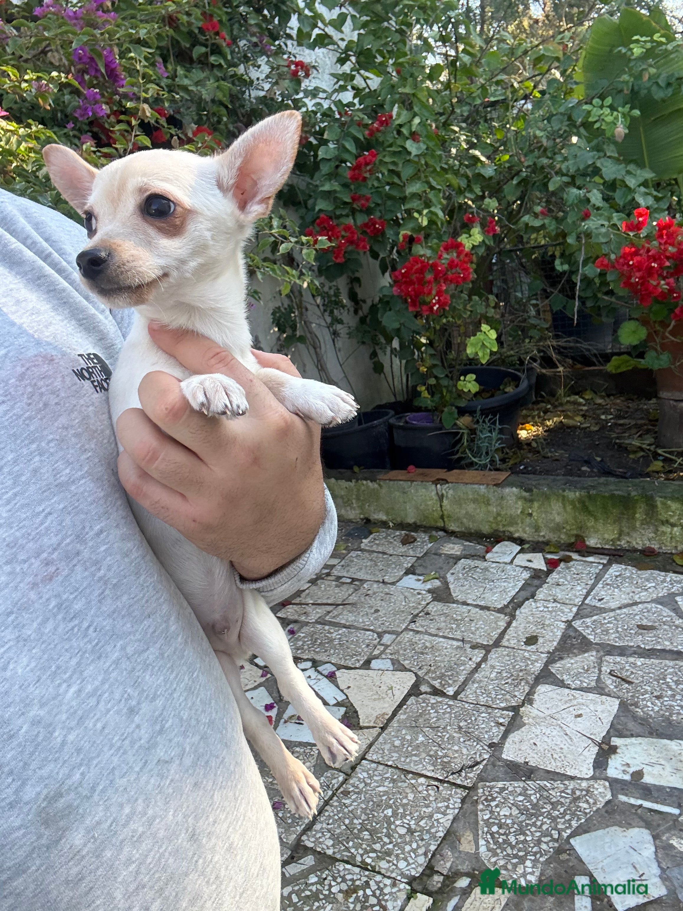 Chihuahua perros Chihuahuas Toy - Anuncio 1