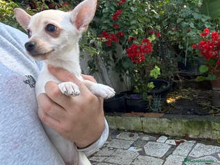 Chihuahua perros Chihuahuas Toy - Anuncio 19