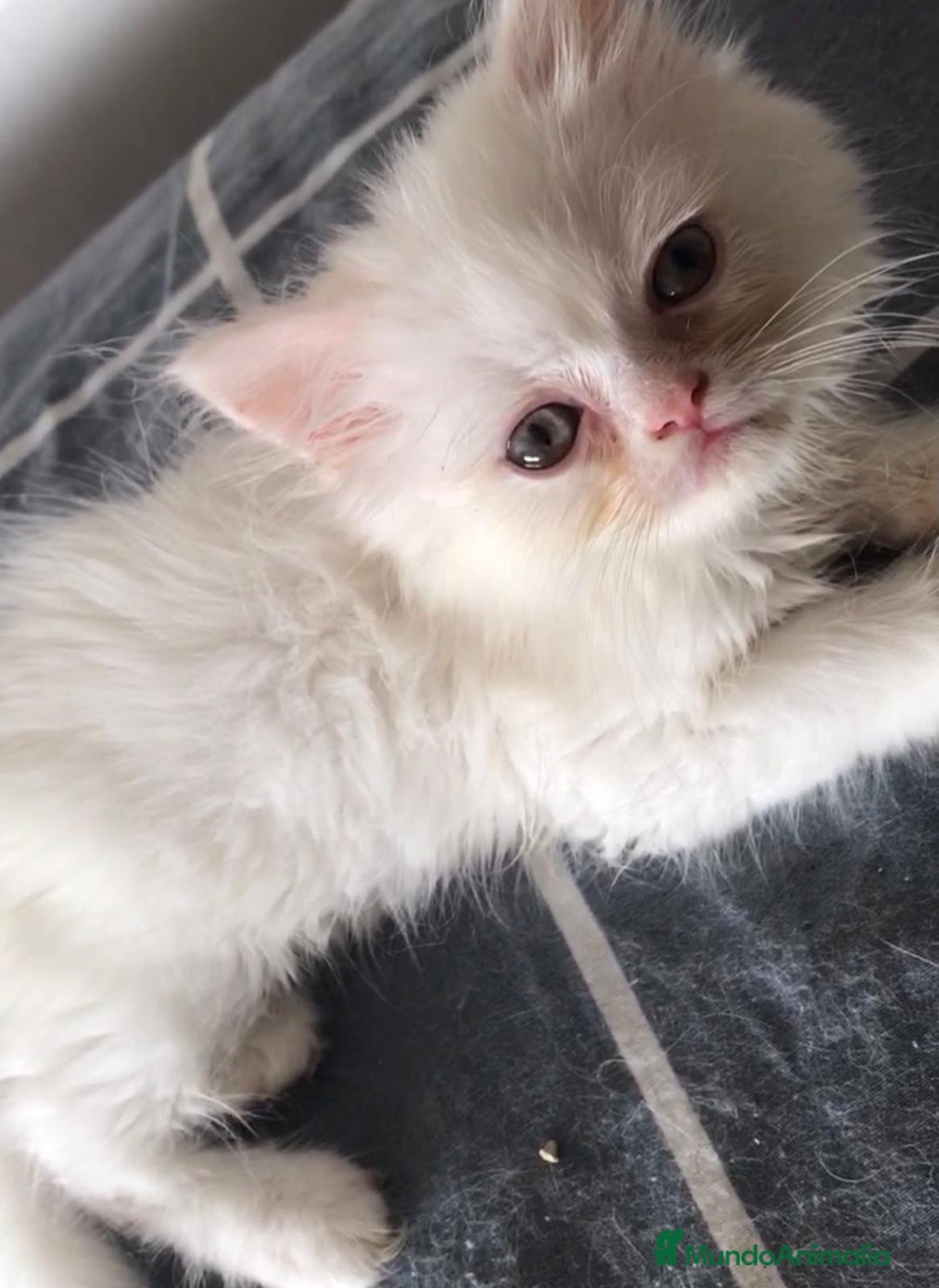 Persa gatos en venta: Persa en Valencia  - Imagen 3