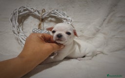 Chihuahua perros en venta: Perro Chihuahua  - Imagen 11