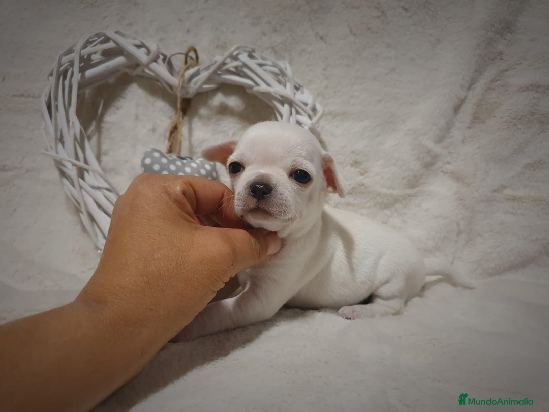 Chihuahua perros en venta: Perro Chihuahua  - Imagen 11