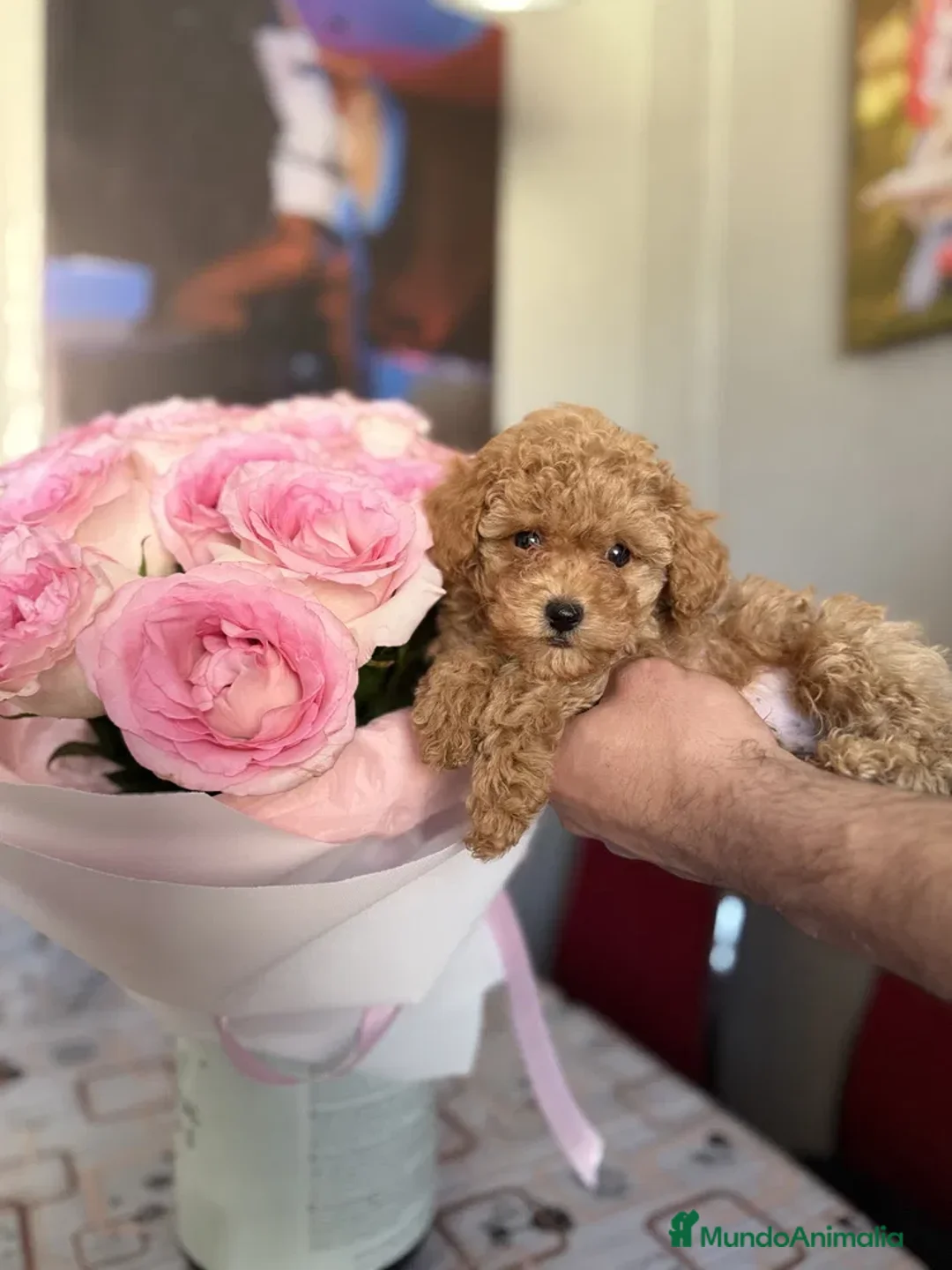 Caniche Toy perros en venta: caniche toy  - Anuncio 1