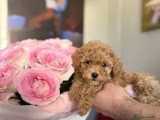 Caniche Toy perros caniche toy - Anuncio 1