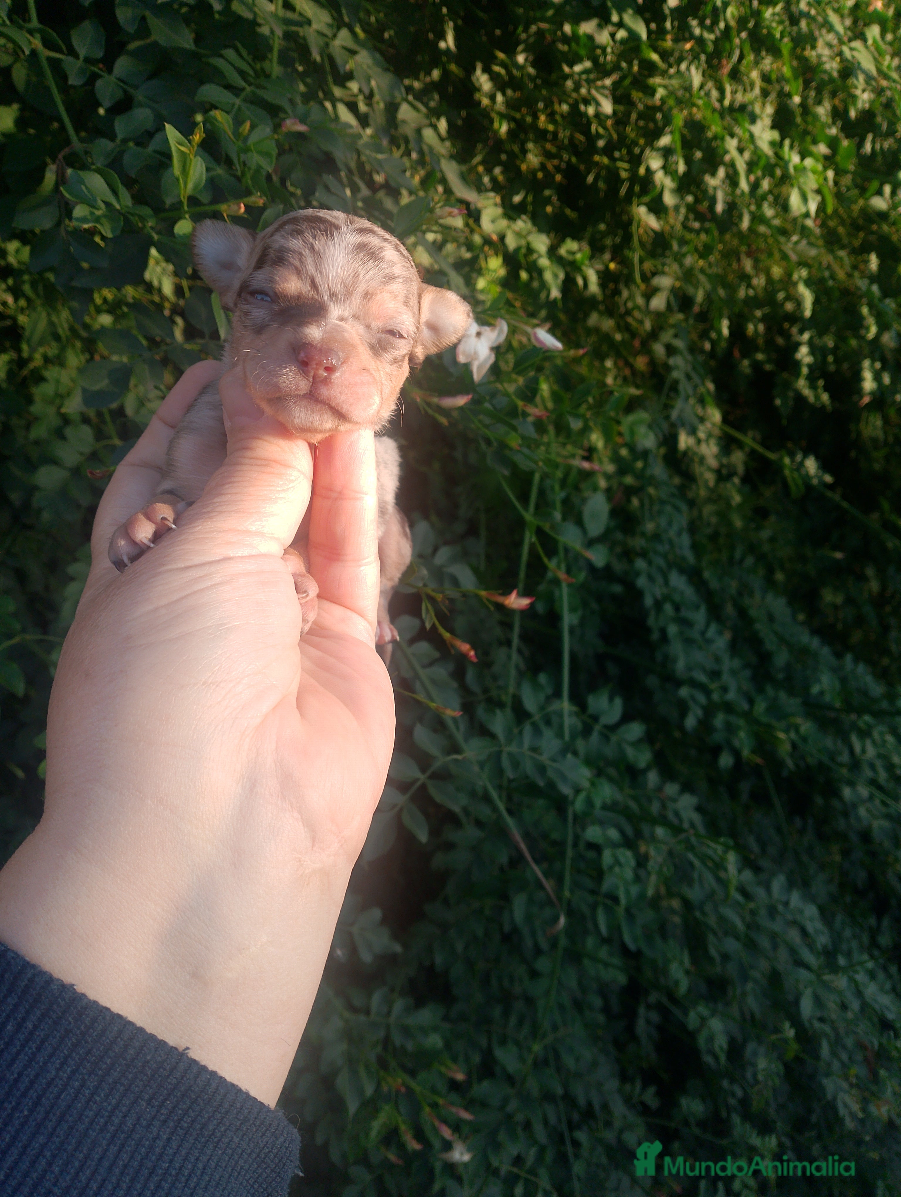 Chihuahua perros Preciosa chihuahua super toy Merle ojos azules  - Anuncio 6