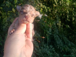 Chihuahua perros Preciosa chihuahua super toy Merle ojos azules - Anuncio 5