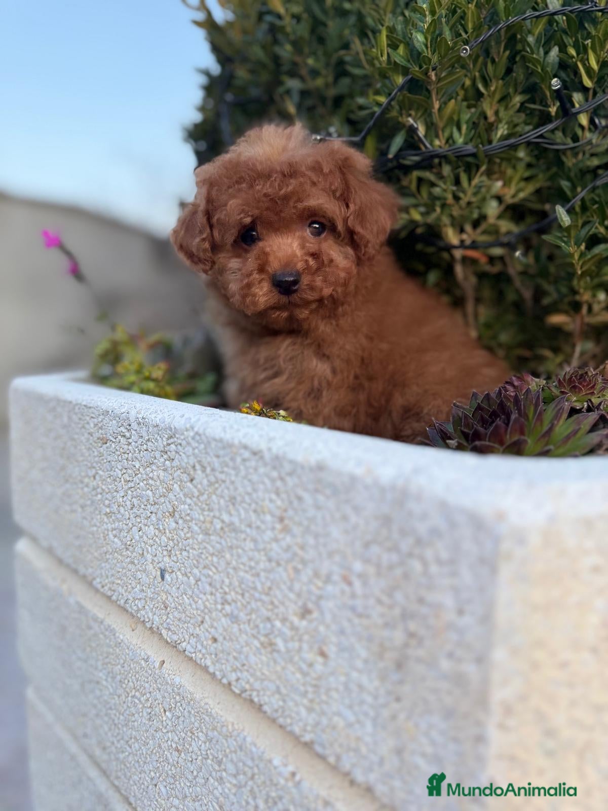 Caniche Toy perros Caniche Toy entrega en abril !!! - Anuncio 1