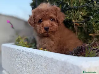 Caniche Toy perros Caniche Toy entrega en abril !!! - Anuncio 2