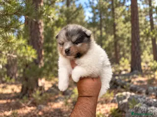 Pomerania perros Pomerania toy - Anuncio 1