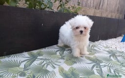 Bichón Maltés perros en venta: Cachorritos Bichon Maltes Mini  - Imagen 2