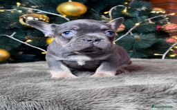 Bulldog Francés perros en venta: BULLDOG FRANCÉS /// LO MEJOR DE LO MEJOR  - Anuncio 2