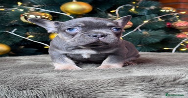 Bulldog Francés perros BULLDOG FRANCÉS /// LO MEJOR DE LO MEJOR  - Anuncio 9