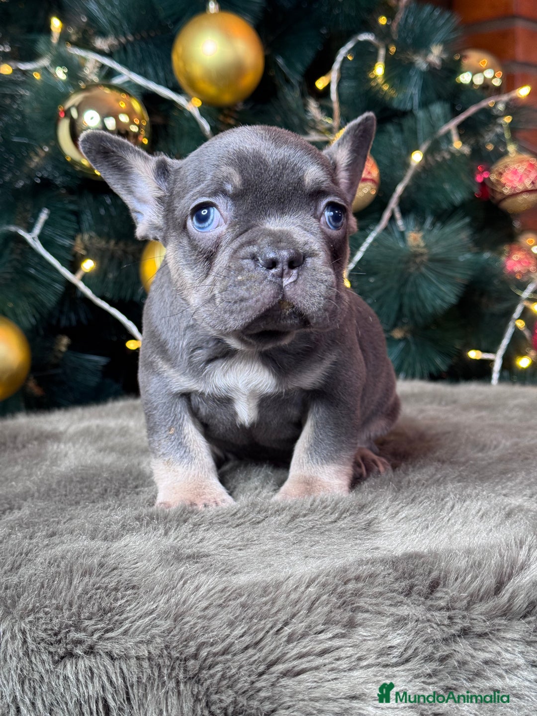 Bulldog Francés perros en venta: BULLDOG FRANCÉS /// LO MEJOR DE LO MEJOR  - Anuncio 2